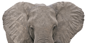 Slon pohled